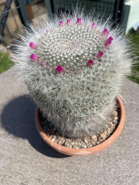 Mammillaria hahniana